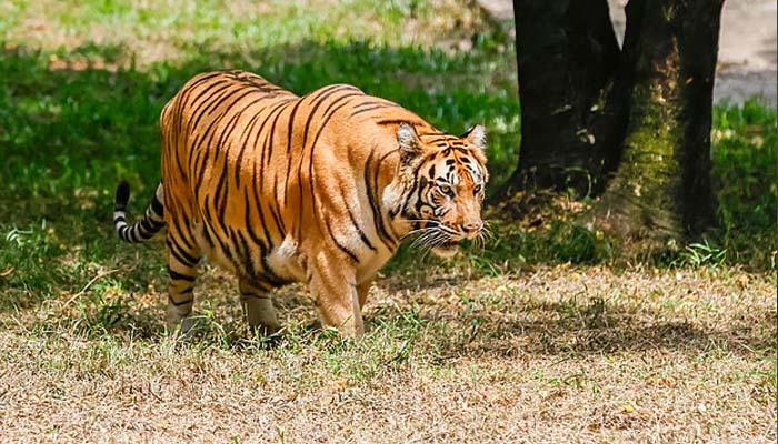 বন ও জীববৈচিত্র্যের ভারসাম্য রক্ষায় বাঘের ভূমিকা গুরুত্বপূর্ণ। তবে বন উজাড়, আবাসস্থল ধ্বংস, চোরা শিকার ও মানুষ–বাঘের দ্বন্দ্বে বিশ্বজুড়ে হুমকির মুখে রয়েছে এই প্রাণী। বাঘ ও এর আবাসস্থল সংরক্ষণে জনসচেতনতা বাড়াতে ২০১০ সালে রাশিয়ার সেন্ট পিটার্সবার্গে অনুষ্ঠিত টাইগার সামিটে প্রতিবছর ২৯ জুলাই আন্তর্জাতিক বাঘ দিবস পালনের উদ্যোগ নেওয়া হয়। বাংলাদেশের জাতীয় পশুও বাঘ, যা বেঙ্গল টাইগার নামে পরিচিত। রাজধানীর মিরপুরের বাংলাদেশ জাতীয় চিড়িয়াখানায় রয়েছে বাঘের এই প্রজাতিটি।